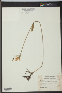 Pogonia ophioglossoides image