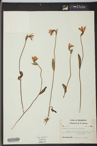 Pogonia ophioglossoides image