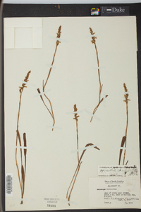 Spiranthes cernua image