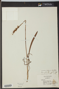 Spiranthes cernua image