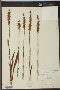 Spiranthes cernua image