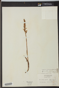 Spiranthes cernua image