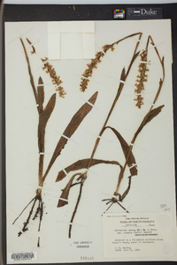 Spiranthes cernua image