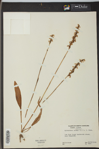 Spiranthes cernua image