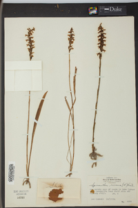 Spiranthes cernua image