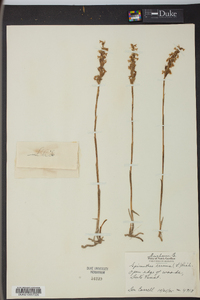 Spiranthes cernua image