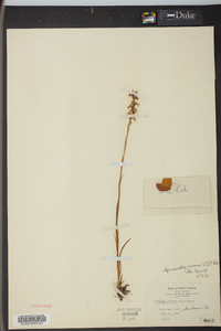 Spiranthes cernua image