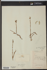 Spiranthes cernua image