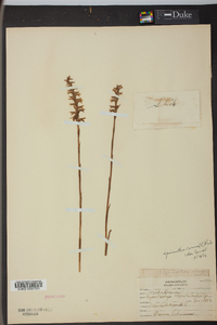 Spiranthes cernua image