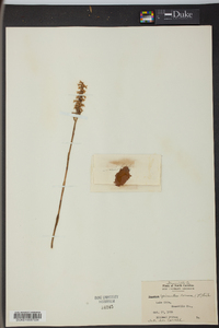 Spiranthes cernua image