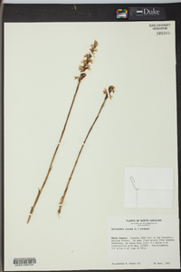 Spiranthes cernua image