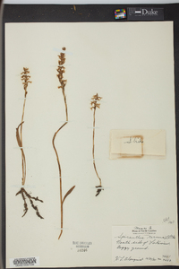 Spiranthes cernua image