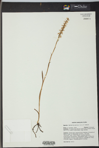 Spiranthes cernua image