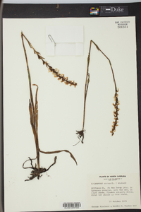 Spiranthes cernua image