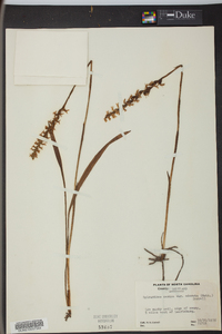 Spiranthes cernua image