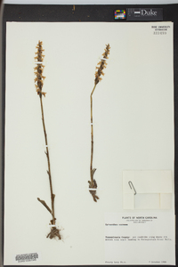 Spiranthes cernua image