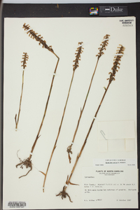 Spiranthes cernua image