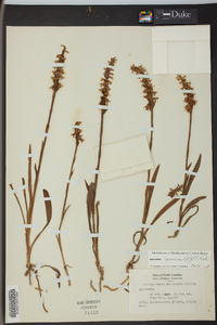 Spiranthes cernua image