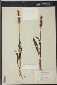 Spiranthes cernua image