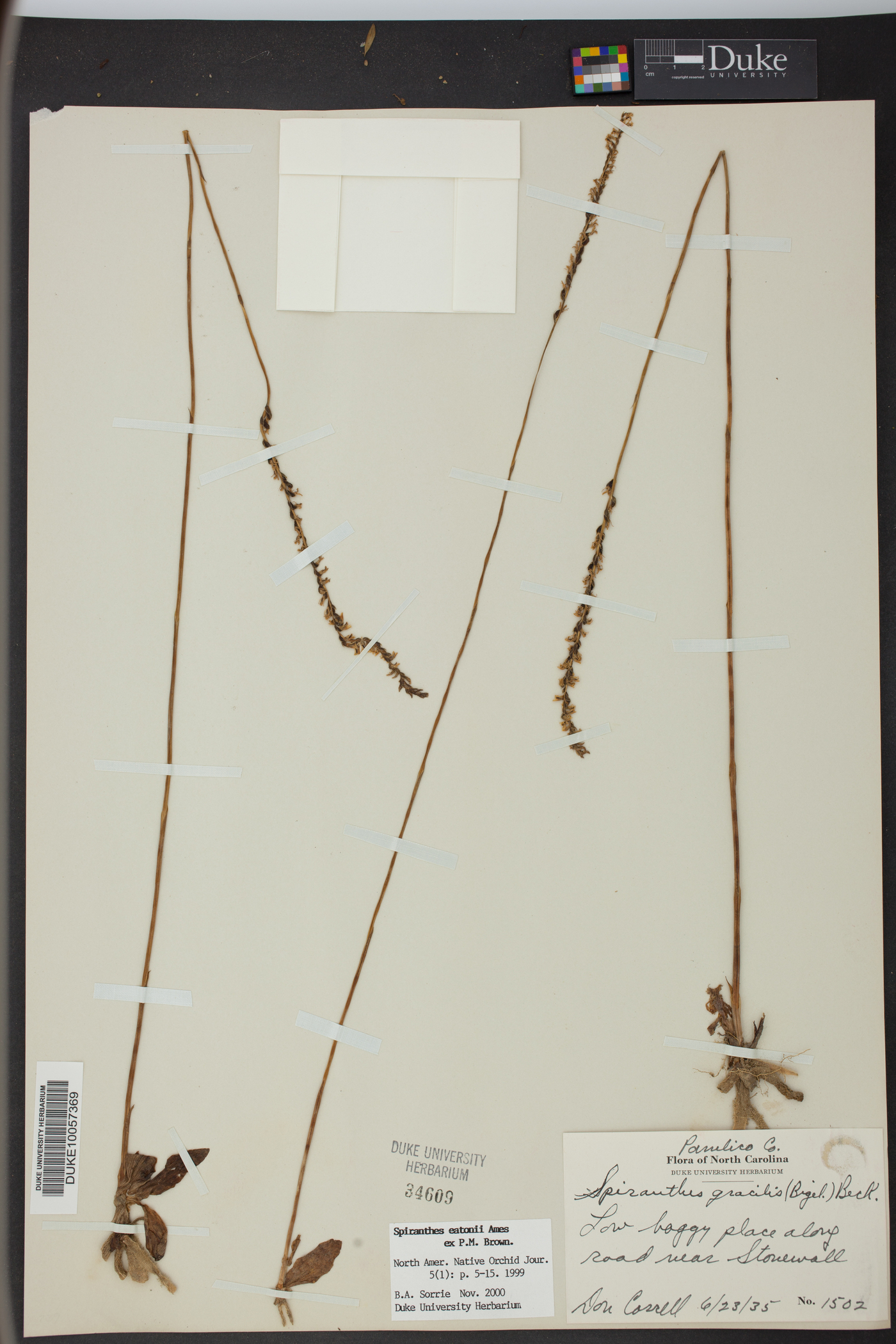 Spiranthes eatonii image