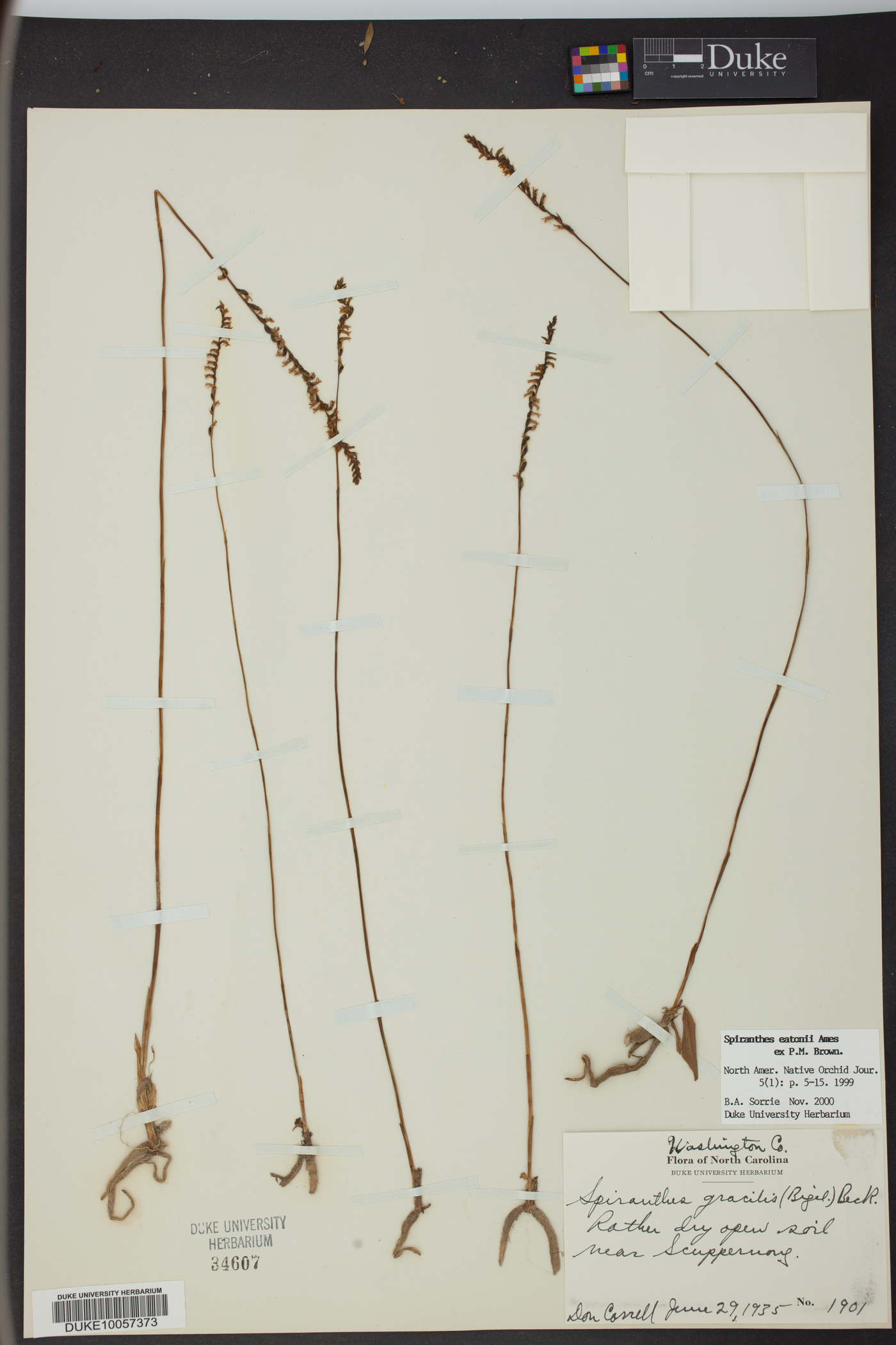 Spiranthes eatonii image