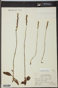 Spiranthes lacera image