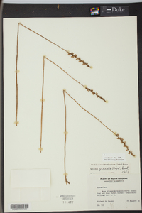 Spiranthes lacera var. gracilis image