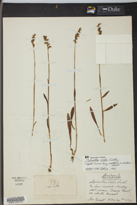 Spiranthes ovalis image