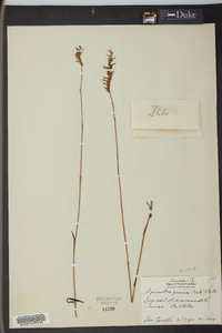 Spiranthes praecox image