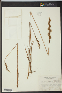 Spiranthes praecox image