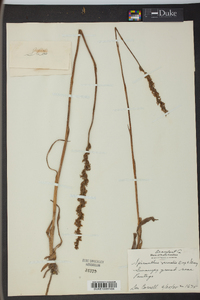 Spiranthes vernalis image