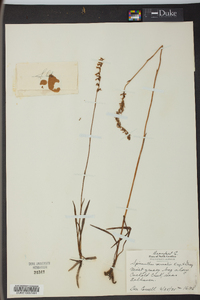 Spiranthes vernalis image