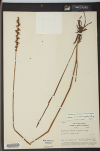 Spiranthes vernalis image