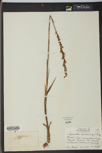 Spiranthes vernalis image