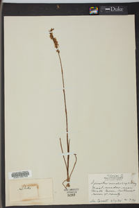 Spiranthes vernalis image