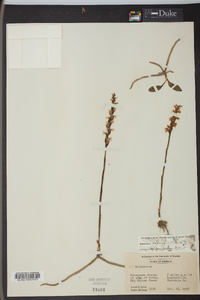 Spiranthes cernua image