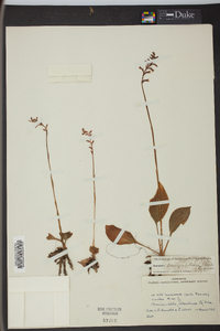 Spiranthes cranichoides image