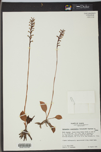 Spiranthes cranichoides image