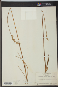 Spiranthes praecox image