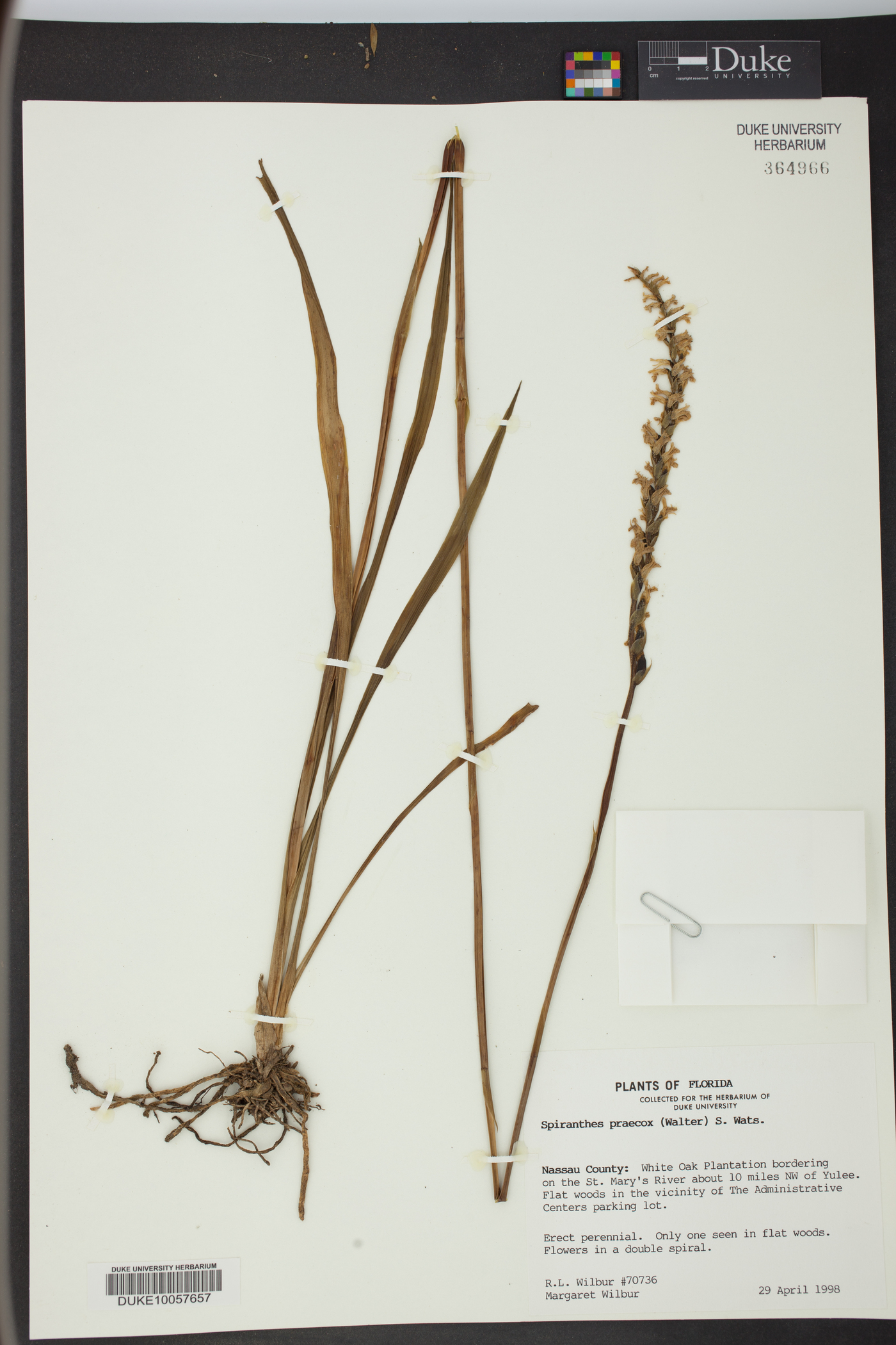 Spiranthes praecox image