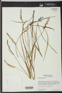 Spiranthes praecox image