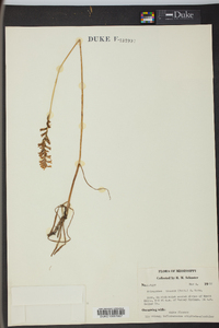 Spiranthes praecox image