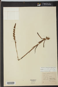 Spiranthes vernalis image