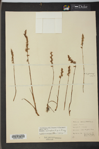 Spiranthes vernalis image