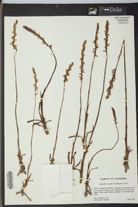 Spiranthes vernalis image