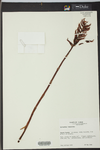 Stenorrhynchos lanceolatum var. lanceolatum image