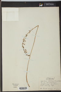 Tipularia discolor image