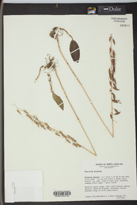 Tipularia discolor image