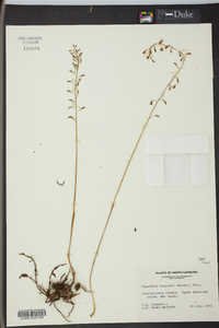 Tipularia discolor image