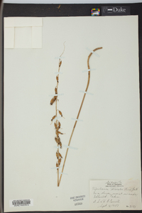 Tipularia discolor image